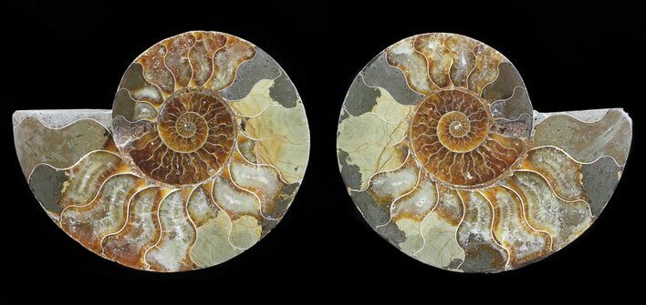 Polished Ammonite Pair - Agatized #54311
